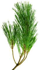 Branches of fragrant pine, isolated on white background without shadow. Close-up.