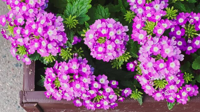 Flowering purple flowers in wooden flower bed with green stems sway in the wind