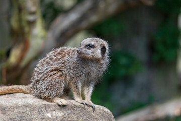 Naklejka na ściany i meble meerkats - Suricate - a small mongoose - Suricata suricatta