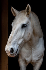 Retrato de cavalo na baia, potro, cavalo branco