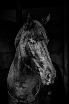 Foto  em preto e branco de Lindo Cavalo Negro - black horse