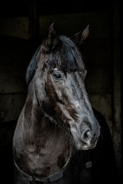 Foto  colorida de Lindo Cavalo Negro - black horse