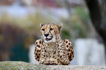 cheetah in the zoo basel