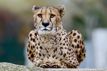 cheetah in the zoo basel