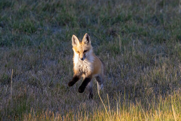 Fox Kits at Play