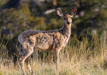 Young Mule Deer in the Morning
