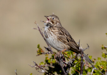 Vesper Sparrow