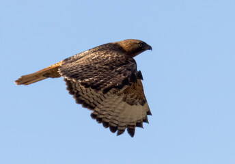 Red-tailed Hawk