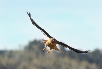 Red-tailed Hawk