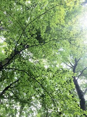 green leaves background
