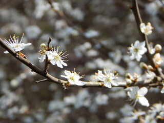 tree blossom