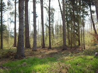 forest in autumn