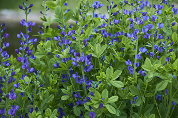 Baptisia australis, commonly known as blue wild indigo or blue false indigo growing in the garden. It is a flowering plant in the family Fabaceae (legumes).