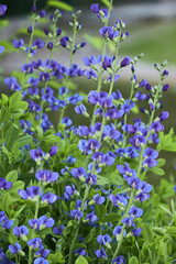 Baptisia australis, commonly known as blue wild indigo or blue false indigo growing in the garden....