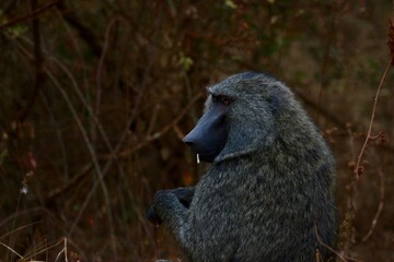 portrait baboon ape monkey in Ruanda 