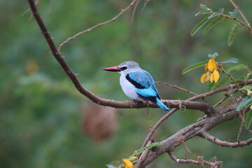 Obraz premium blue and white king fisher on a branch in Ruanda 
