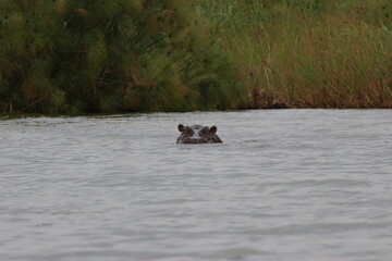 hippopotamus in water in ruanda