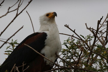 tailed hawk perched on branch in Ruanda