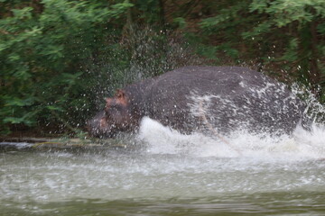 running hippopotamus in water in ruanda