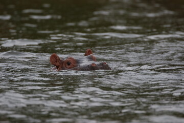 Fototapeta premium hippopotamus in water in ruanda