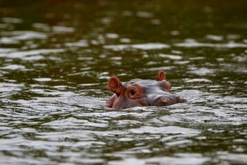 hippopotamus in water in ruanda