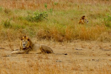 lion in the savannah in ruanda