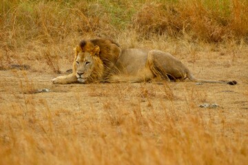 lion in the savannah in ruanda