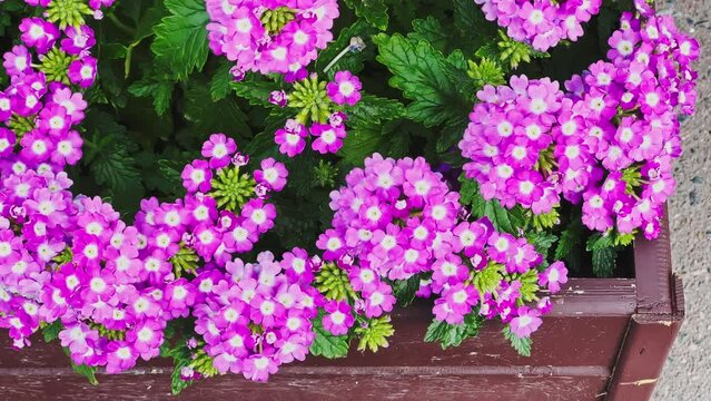 Flowering purple flowers in wooden flower bed with green stems sway in the wind