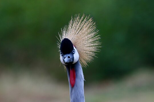 grey crowned crane in ruanda