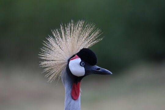 grey crowned crane in ruanda