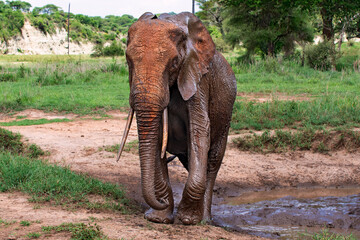 Elephants in Tarangire National Park