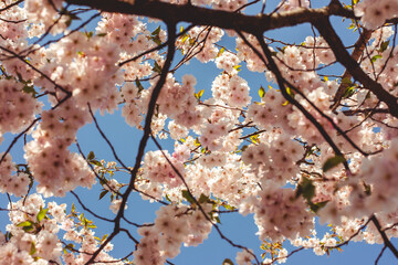 Selective focus of beautiful branches of pink Cherry blossoms on the tree under blue sky, Beautiful Sakura flowers during spring season in the park, Flora pattern texture, Nature floral background.