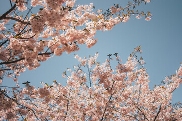 Selective focus of beautiful branches of pink Cherry blossoms on the tree under blue sky, Beautiful Sakura flowers during spring season in the park, Flora pattern texture, Nature floral background.