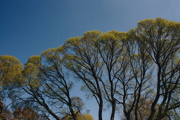 Trees with green young leaves on a sunny spring day against the blue sky