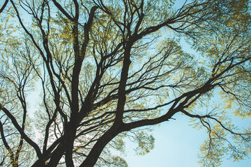 Trees with green young leaves on a sunny spring day against the blue sky