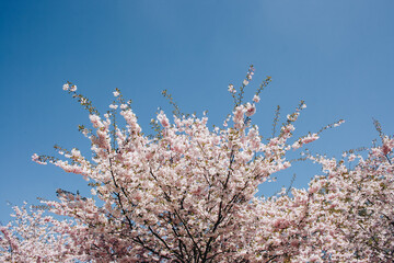 Selective focus of beautiful branches of pink Cherry blossoms on the tree under blue sky, Beautiful Sakura flowers during spring season in the park, Flora pattern texture, Nature floral background.