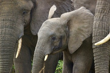 Obraz premium elephant in group with tiny baby in Ruanda 