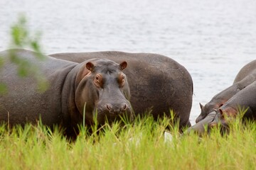 hippopotamus in water in Ruanda 