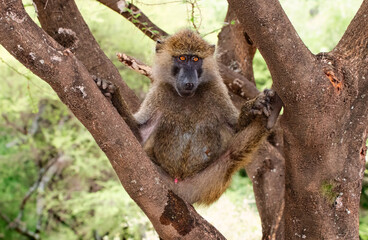 Baboon in Manyara Lake National Park