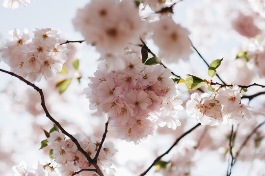 Brunch of light pink cherry or sakura blossoms on white background. Botanical selective focus. High quality photo