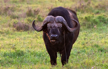 Cape Buffalo in Serengeti National Park