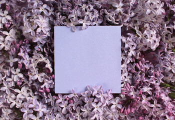 Lilac flowers on color background. Spring is coming concept. Text space. Mock up.