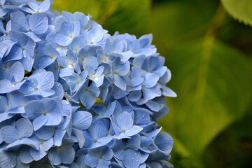 薄い青色の紫陽花