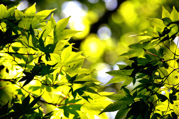 Obraz premium 初夏を感じるもみじ