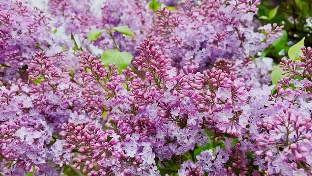 Lilac tree begins to bloom, flowering purple flowers in with green stems sway in the wind