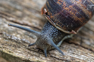 A Snail crawling on a tree trunk.
