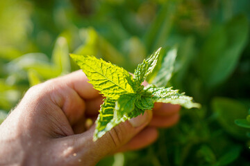 Picking fresh green mint leaves in the herbal garden