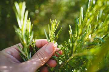 Picking fresh green rosemary in the herbal garden