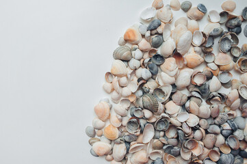 Light gray and orange seashells lie on white paper. Natural background with copy space.