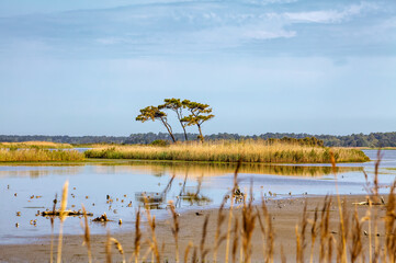 Gordons Pond Island © francis